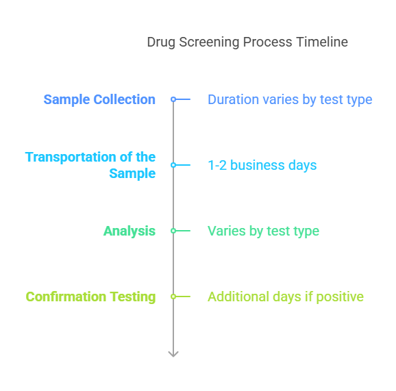 Step-by-Step Breakdown of the Drug Screening Process