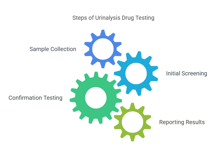 How Does a Urinalysis Drug Test Work?