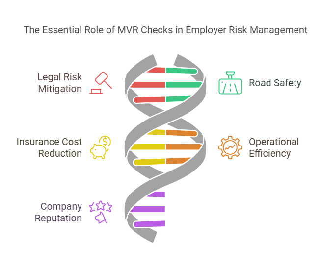 Why Are MVR Checks Critical for Employers?